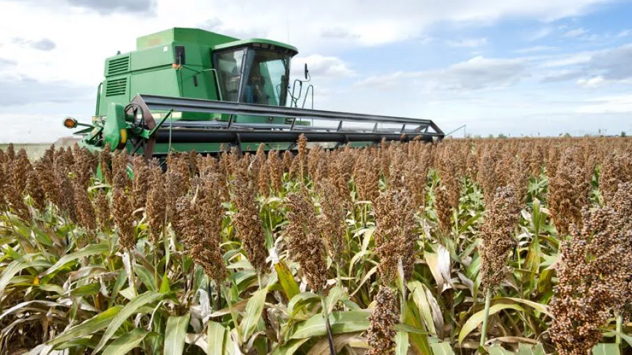 sorgo