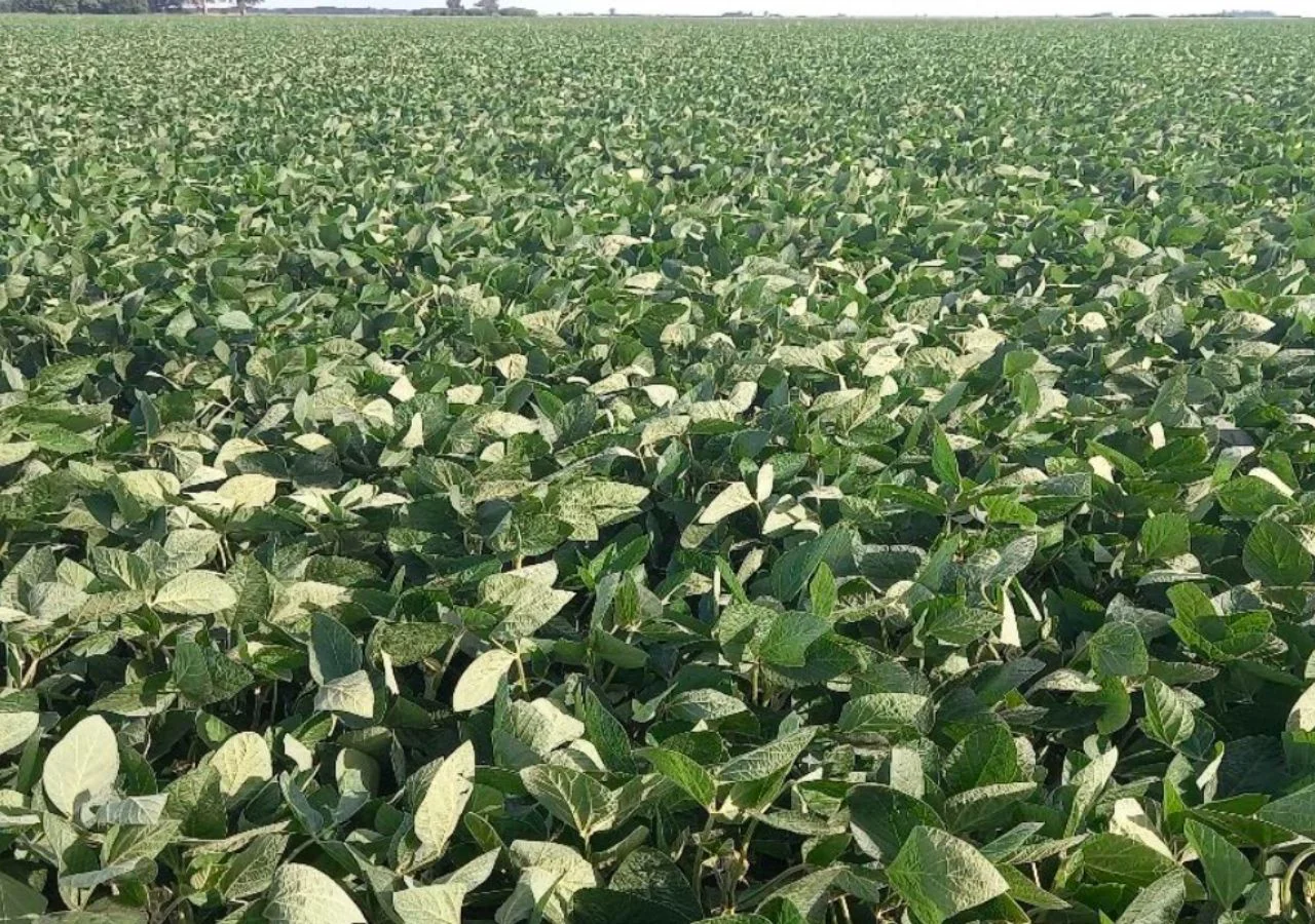 por-la-sequia-y-las-altas-temperaturas-habra-menos-soja-y-maiz-en-la-argentina-1737725265731_1280