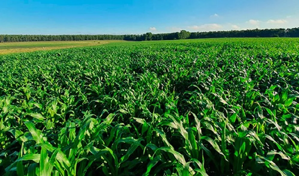 Sorgo-Entrerios-2023