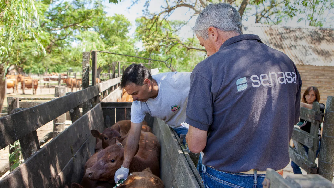 22-04-29_vacunacion_antiaftosa_4