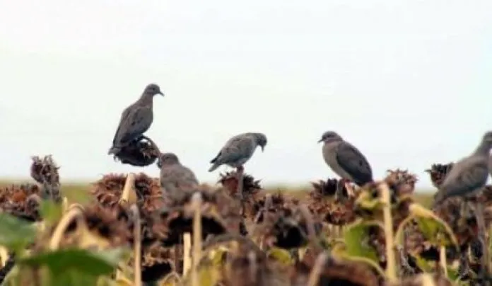 fe0cae0d4b80af7d2a1ba16837a1efc1-696x404