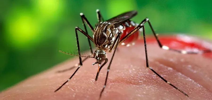Dengue.Mosquito