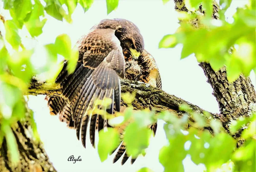 WhatsApp Image 2026-04-01 at 2.28.33 PM