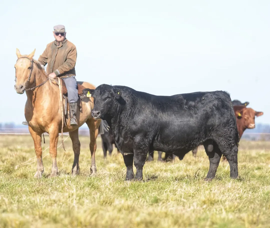 Norberto Mohr montado sobre su caballo 'POMELO', observa minuciosamente al toro Angus PP que ya se encuentra listo para ser ofrecido a venta en el Remate Anual de su Cabaña EL MOJÓN. Hay que ver qué buena calidad