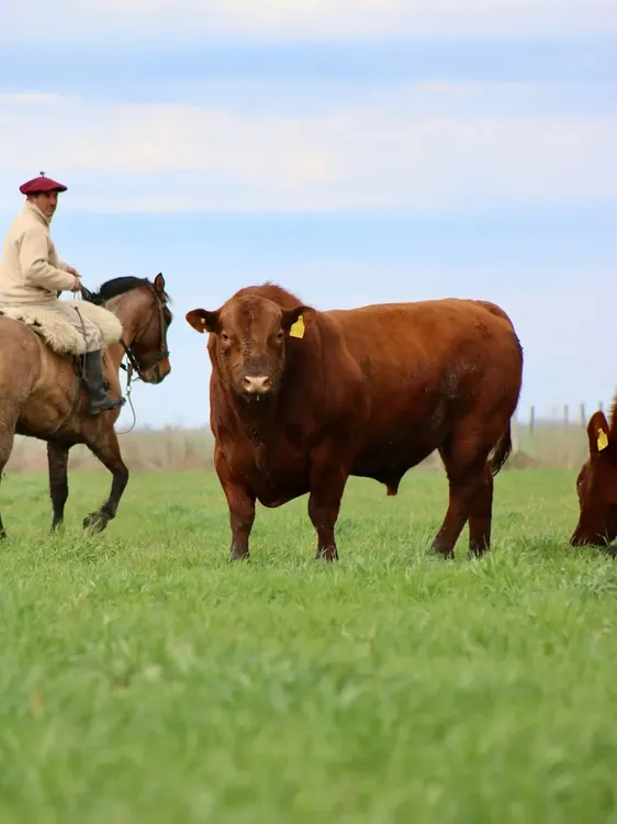 REMATE TORADA ANGUS • 𝗲𝘅𝗰𝗲𝗹𝗲𝗻𝗰𝗶𝗮 𝗴𝗲𝗻𝗲𝘁𝗶𝗰𝗮 - 𝗮 𝗽𝗮𝘀𝘁𝗼13 DE AGOSTO📍El Arra