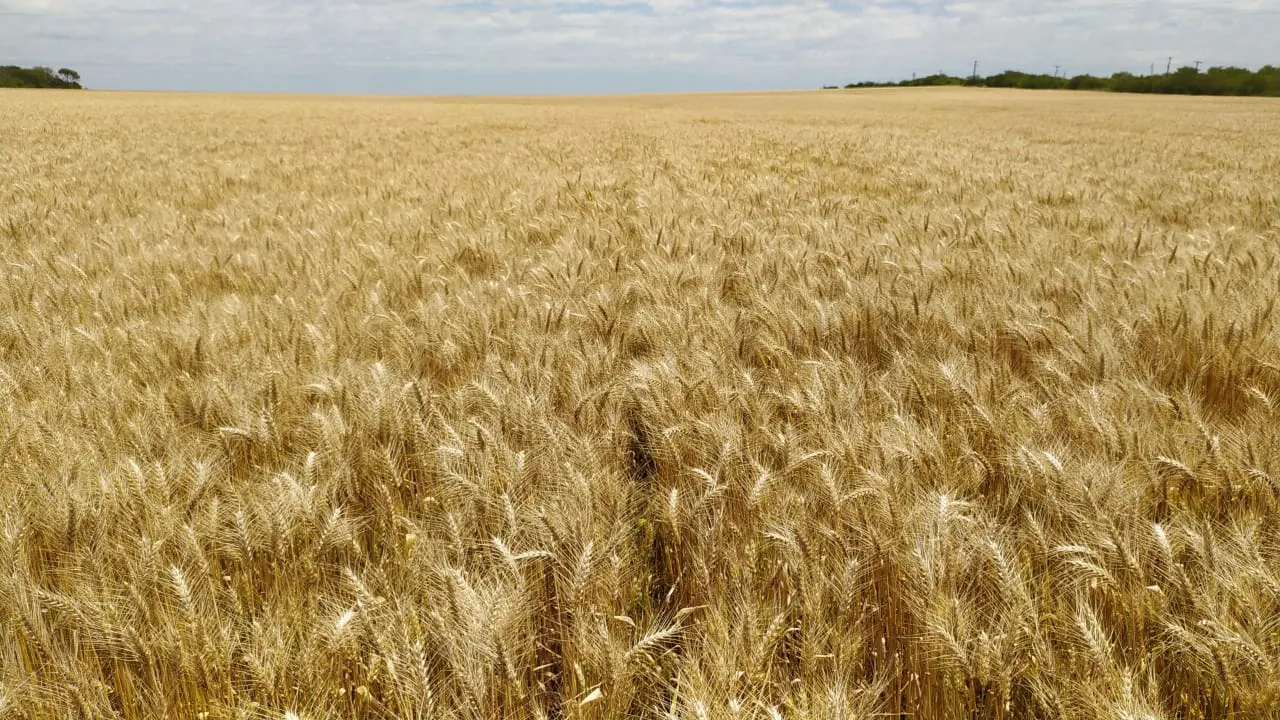 WhatsApp Image 2025-11-11 at 12.29.32