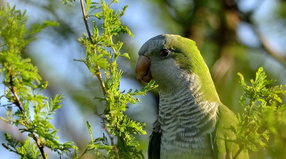 509600323_23950564861297577_9012585732958637020_n