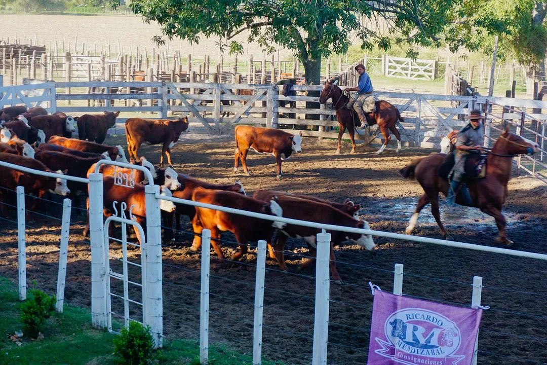 En el día de hoy se realizó el remate programado en el predio de la Sociedad Rural Gualeguay a cargo de Ricardo Mendizabal Consignaciones, el cual fue muy fluido y finalizó con exitosas ventas (2)