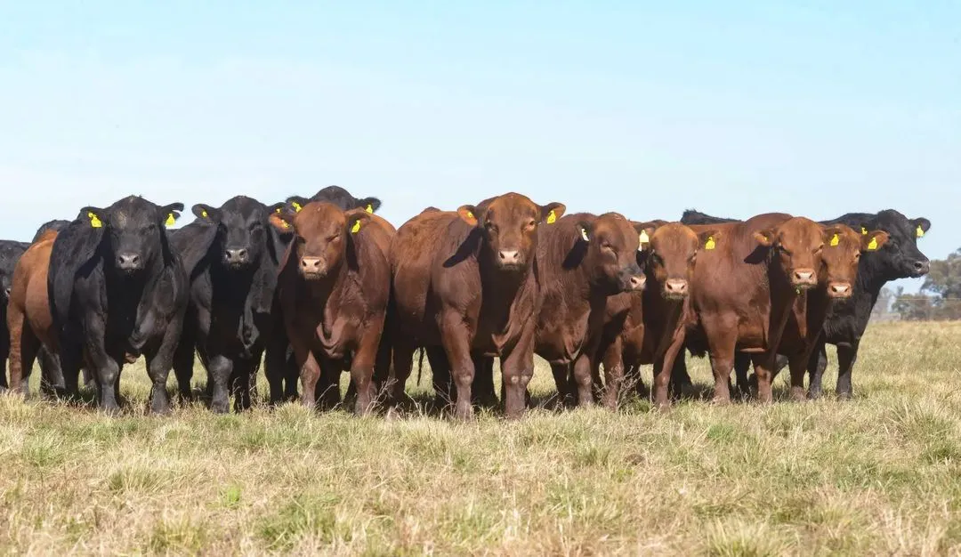 Sin_título-4R1C1 (3)