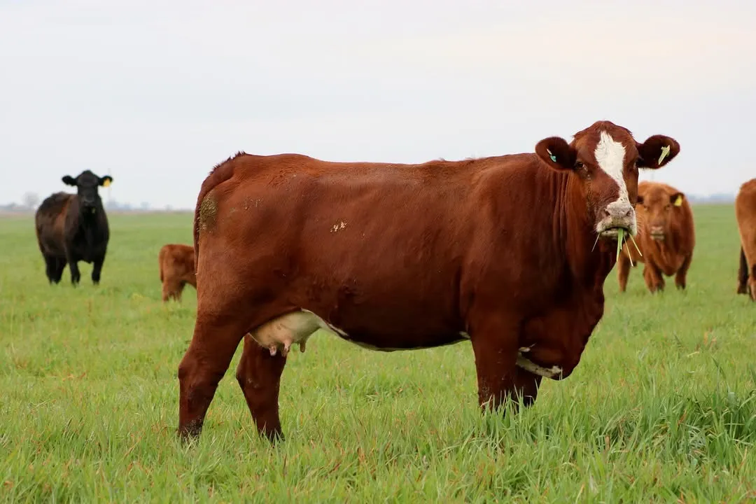 REMATE 230 VIENTRES❕𝗲𝘅𝗰𝗲𝗹𝗲𝗻𝗰𝗶𝗮 𝗴𝗲𝗻𝗲𝘁𝗶𝗰𝗮 - 𝗮 𝗽𝗮𝘀𝘁𝗼𝟭𝟴𝟬 𝗔𝗡𝗚𝗨𝗦𝟱𝟬 𝐮jpg (2)