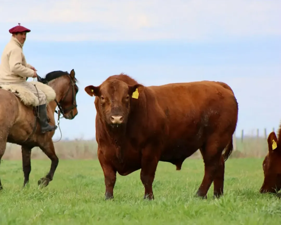 REMATE TORADA ANGUS • 𝗲𝘅𝗰𝗲𝗹𝗲𝗻𝗰𝗶𝗮 𝗴𝗲𝗻𝗲𝘁𝗶𝗰𝗮 - 𝗮 𝗽𝗮𝘀𝘁𝗼13 DE AGOSTO📍El Arra