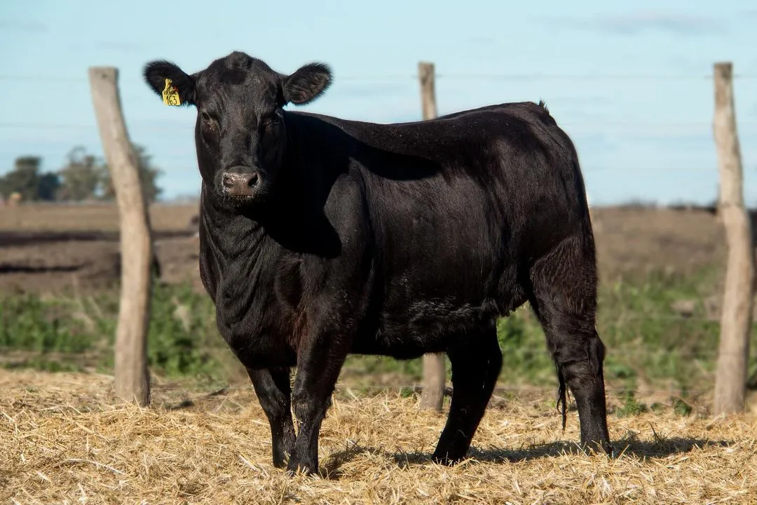 Muy buenas tardes! Empezando a mostrar un poco de lo que saldrá a venta en nuestro Gran Remate el miércoles 28 de Agosto, aquí este hermoso grupo de Vaquillonas Puras de Pedigree. Sin dudas que venimos haciendo un