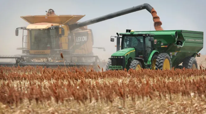 sorgo-cosecha-Ruralnet