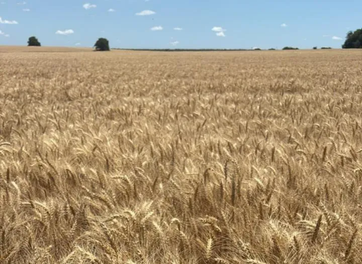 Sin_título-30R1C1 (1)