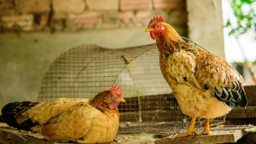 Sin_título-5R1C1 (16)