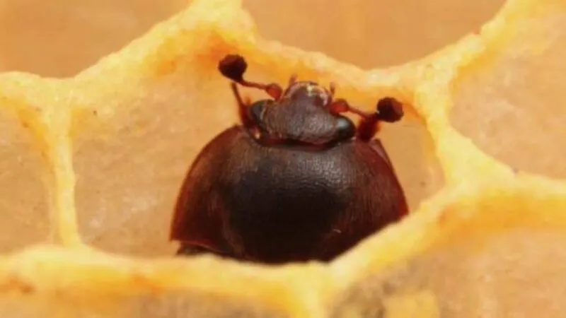 escarbajo