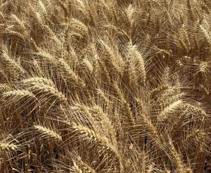 Sin_título-30R1C1 (1)