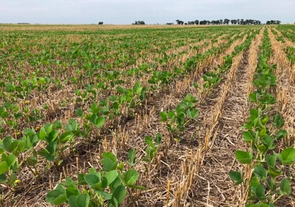 preocupacion-en-el-agro-argentino-por-la-falta-de-lluvias-se-deteriora-la-condicion-hidrica-de-la-soja-y-el-maiz-1735999392072_1024